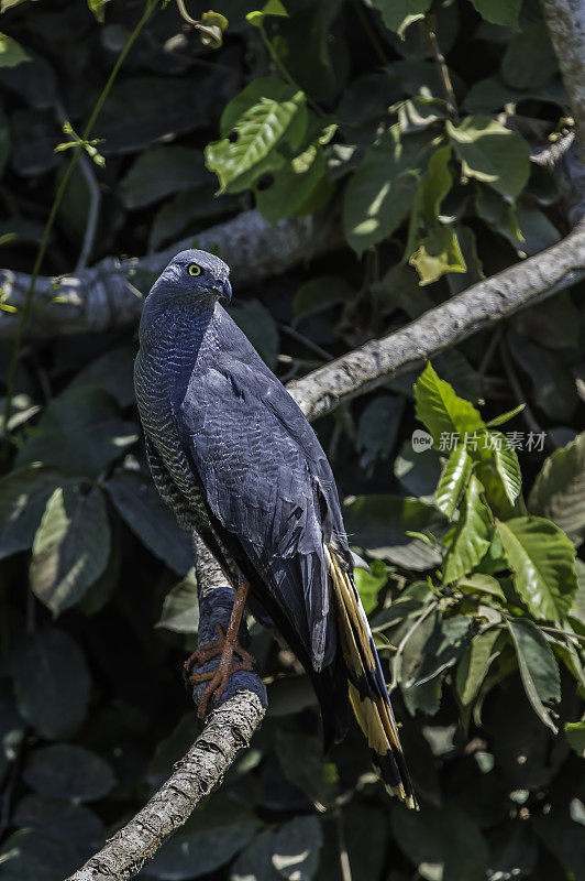 鹤鹰(Geranospiza caerulescens)是鹰科的一种猛禽。在巴西的潘塔纳尔。